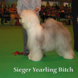 sieger yearling bitch