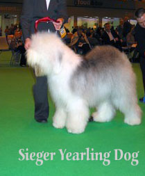 sieger yearling dog